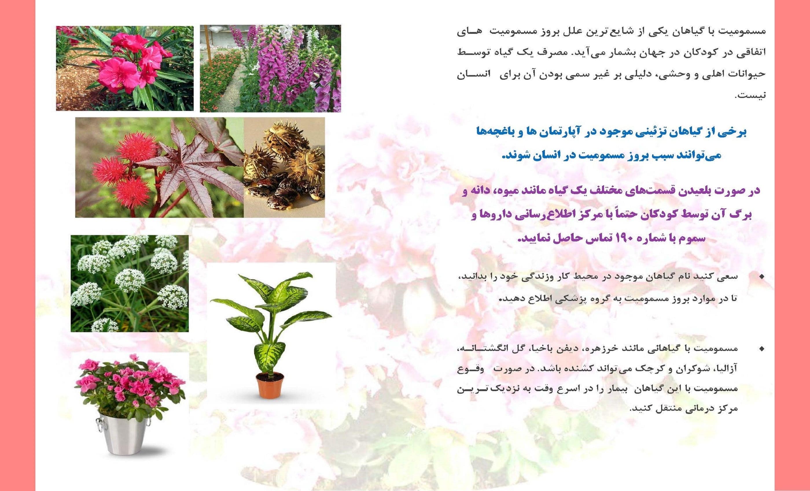 مسمومیت گیاهان سمی2