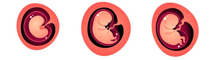 بارداری ماه سوم