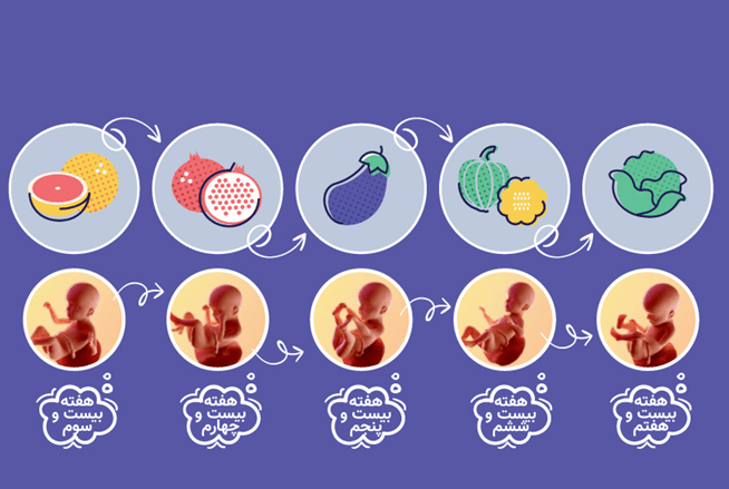 ماه ششم بارداری